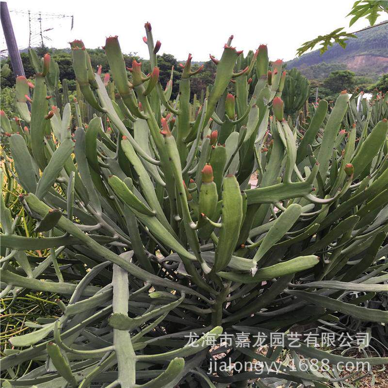 硬叶麒麟沙生植物户外景观设计漳州花卉生产基地沙生植物园林景观