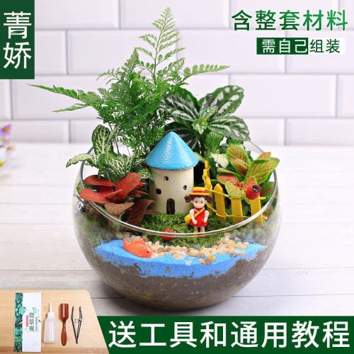 15cm切口苔藓微景观diy材料包瓶子玻璃球生态创意摆件礼品物套装