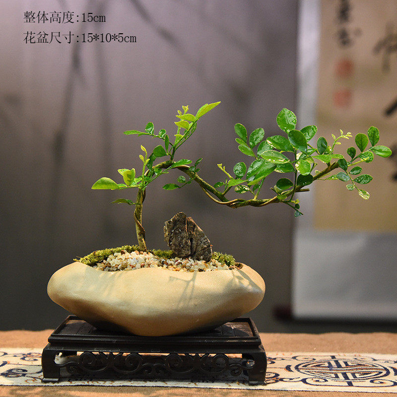石型素淘小飘枝九里香盆景摆件盆栽装饰客厅水培绿植花卉室内用大