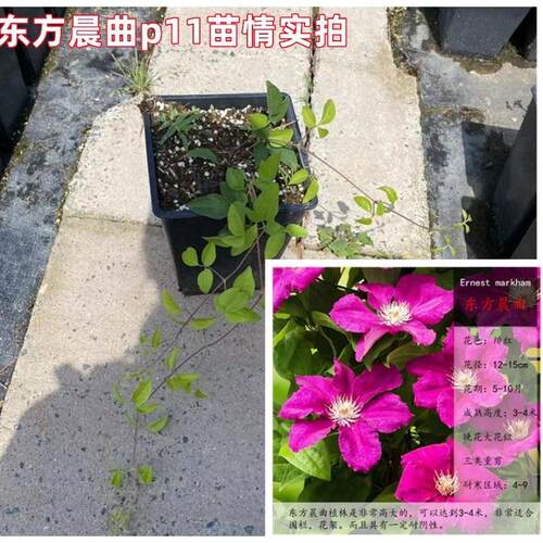 东方铁线莲晨曲阳台庭院攀援爬藤四季绿植盆栽花卉