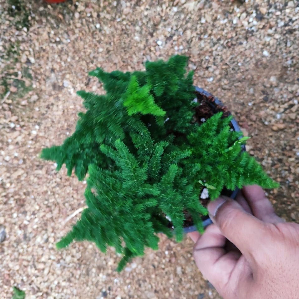 精品云竹竹矮生大文竹球矮云唐山球云片松矮文竹小苗室内盆景盆栽