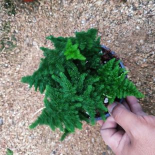 精品云竹唐山矮生大文竹球松云竹球云片矮矮文竹小苗室内盆景盆栽