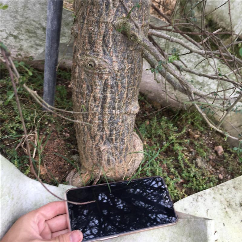 热销列布置氏漆树operculicaryadecaryi实生块根多肉植物沙漠景观