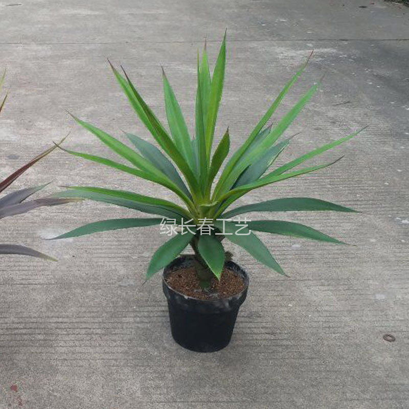仿真植物厂家仿真绿植剑兰盆栽一帆风顺盆景假树摆放龙舌兰室内