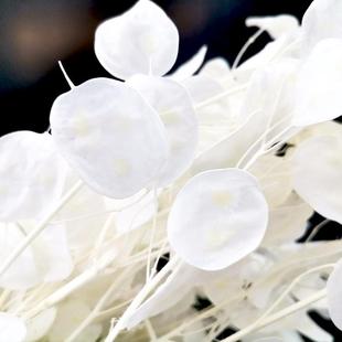 热销批发银扇叶干花银币叶花大金钱金币诚实花装饰花材拍摄道具