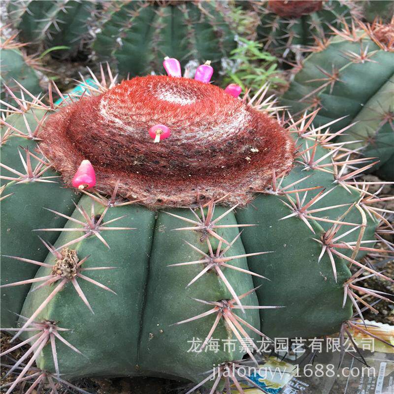 碧云左右生仙人球沙生开花植物藏云15公分实出云沙漠花卉植物观赏