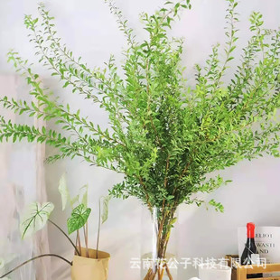 云南呈贡雪柳叶小手球叶九星叶家庭瓶插花束配草配叶斗南基地批