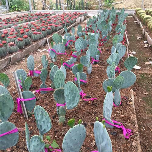 圆镜仙人掌大盆丸热带植物景观盆栽沙生植物ins风庭院仙人掌