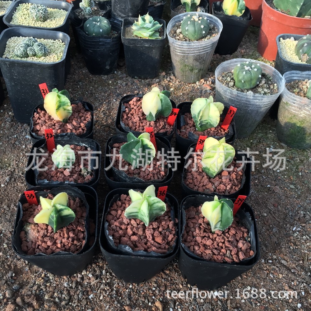 仙人球【玉鸾凤锦】2-3cm
