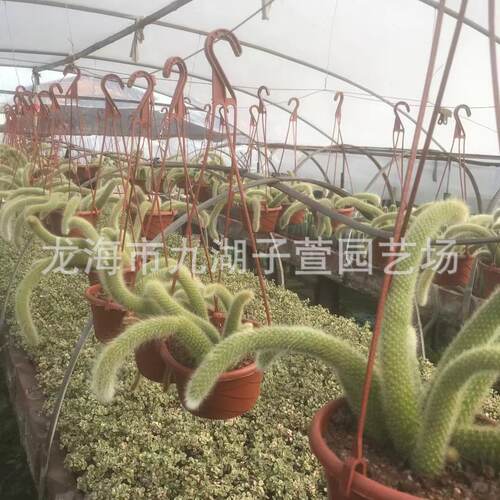 多头猴尾柱群生九尾狐仙人球多肉植物室内仙人掌批发沙生植物