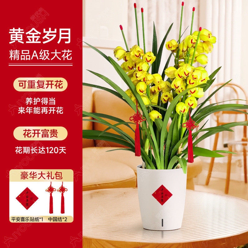 大花蕙兰盆栽直兰带花苞花剑客厅室内好养年宵花绿植喜庆花卉植物