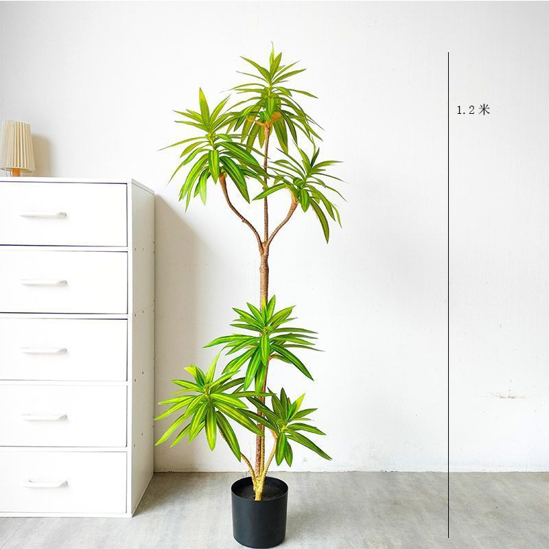 批发百合竹一件大型室内生绿植盆栽植物盆景客厅摆件绿植批发