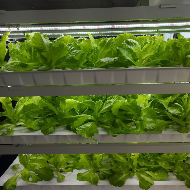 无土水培种植机蔬菜栽培室内大棚阳台种菜植物种植架塑料花盆床架