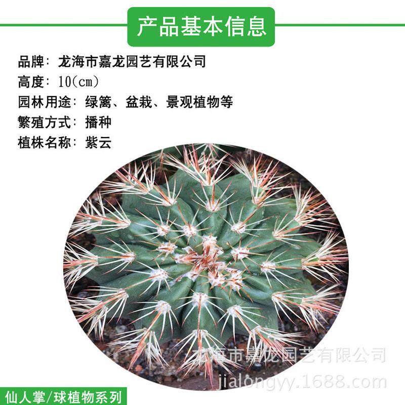 紫云室内仙人球小盆栽室内沙生植物馆西餐厅植物布置阳台