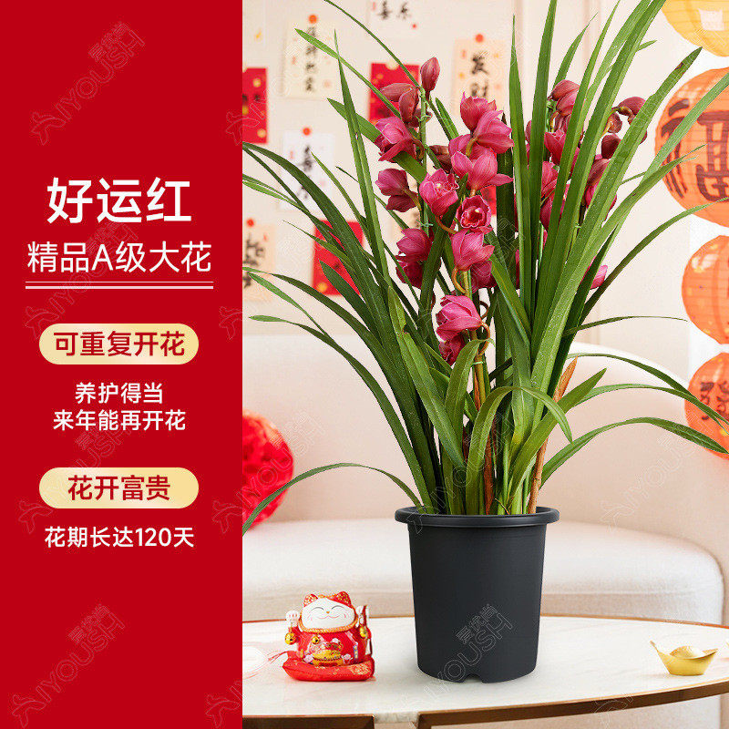 喜庆花蕙兰盆栽直兰带花苞花剑客厅室内好养年宵花绿植大花卉植物