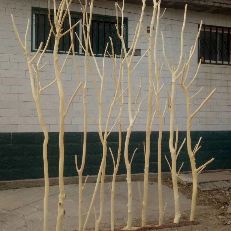 p616批发天然干树枝树杈子枯树枝干屏风仿真树架子树枝灯去皮树枝