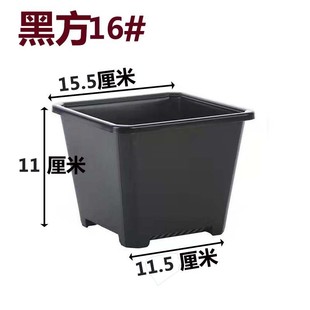景天盆黑方多肉白方育苗盆基地花盆加厚电商黑色白色方盆批发