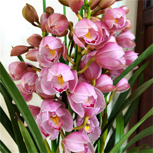 雪中建浓香花彩云追月四季兰花苗兰奇花苞好养室内外花卉盆栽名