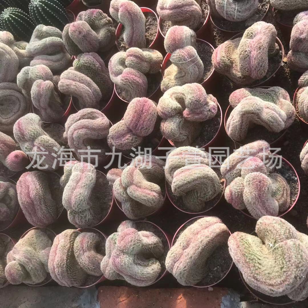 红太阳多肉植物仙人球红太阳缀盆栽室内美观绿植仙人掌仙人柱化