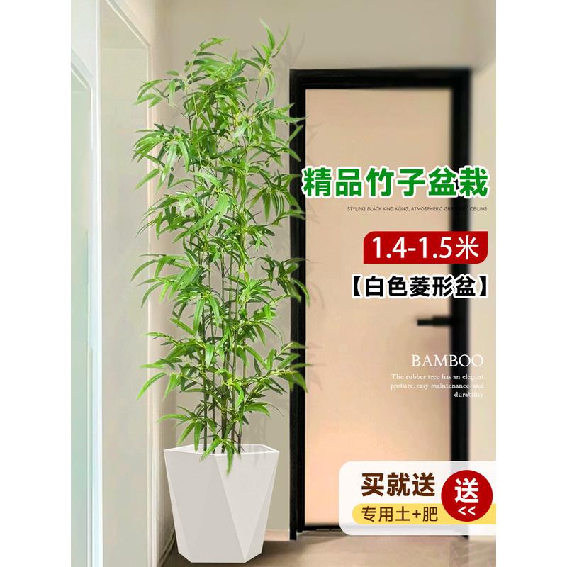 竹子盆栽四季常青客厅真树大型绿植落地大花盆好养活室内造景批发