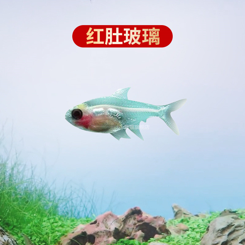 群游好养灯鱼大号红绿灯鱼热带鱼草缸水族馆观赏鱼小型淡水宠物鱼