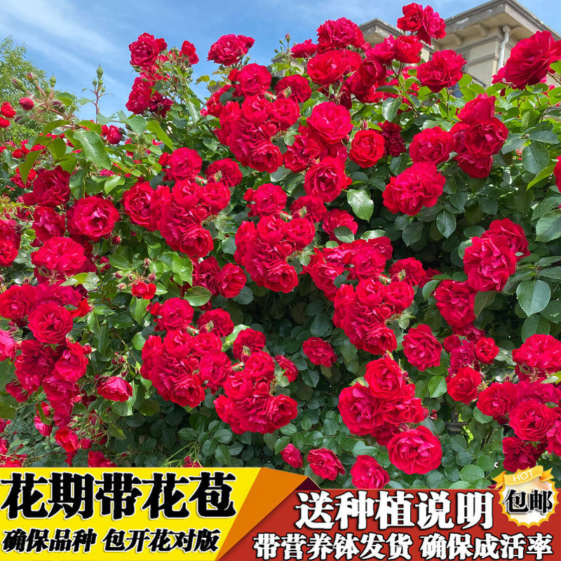 木香花苗爬藤植物特大红木香白木香月季蔷薇庭院四季基地市场,鲜花速递/花卉仿真/绿植园艺,时令草本花卉,淘宝优惠券,粉丝福利购,淘宝优惠卷