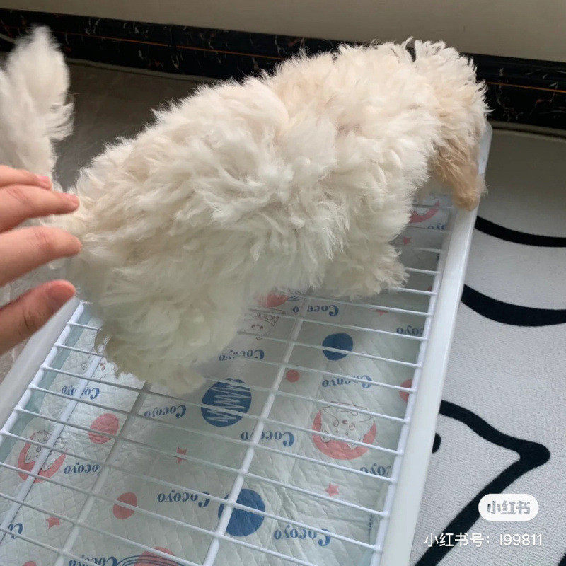 狗厕所防踩中小型犬比泰迪便盆雪纳瑞边牧等拉拉便源工厂一件批发