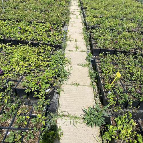 爱炫铁线莲盆栽中苗庭院爬藤植物耐寒花卉阳台四季攀援盆栽爬墙