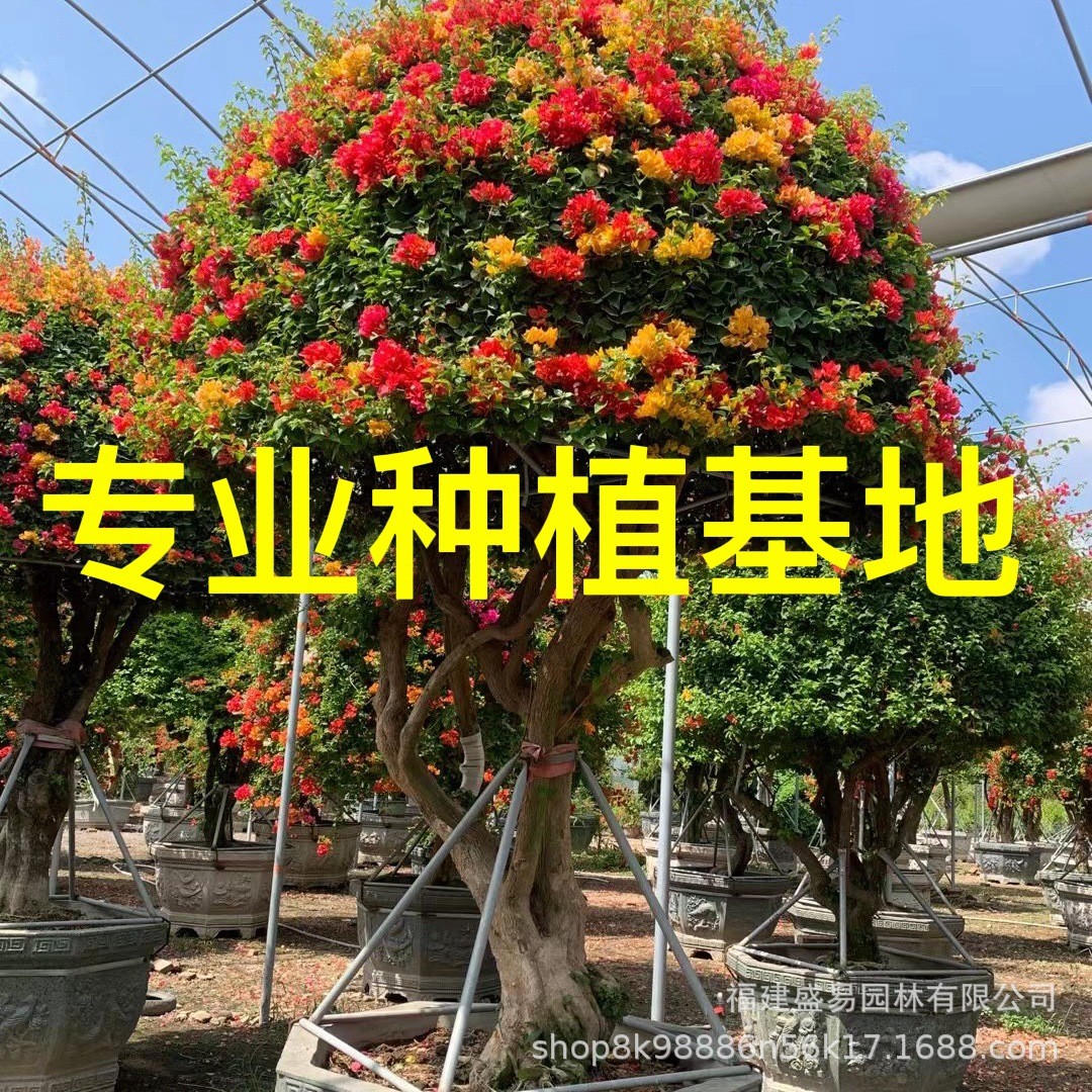 广西五雀多色三角梅江球三角梅盆景广东紫花三角梅西红花供应