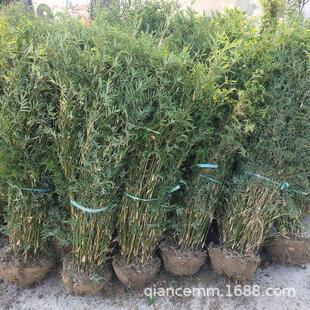 凤尾竹苗慈孝竹苗盆栽庭院花园竹子观赏竹风景竹类南北方四季常青