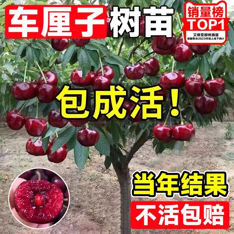 车厘子树苗樱桃树南北方种植特大樱桃果树苗矮化盆地栽当年结果