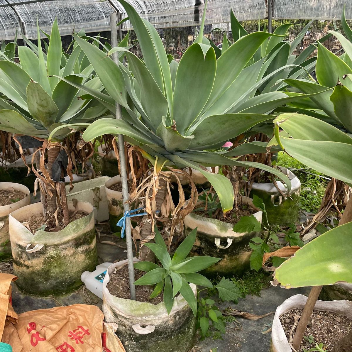 金边龙舌兰沙生植物造景狐尾龙舌兰仙人掌丝兰基地