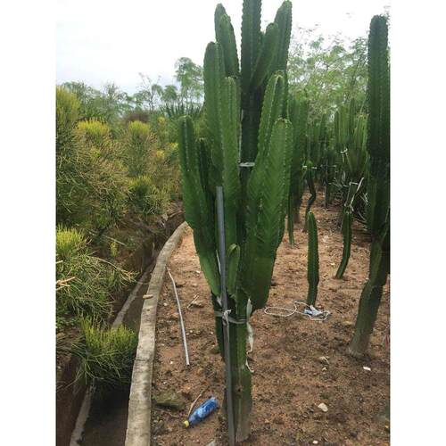 福建漳州沙漠热带植物厂家造景主景仙人掌大戟阁公园大型设计