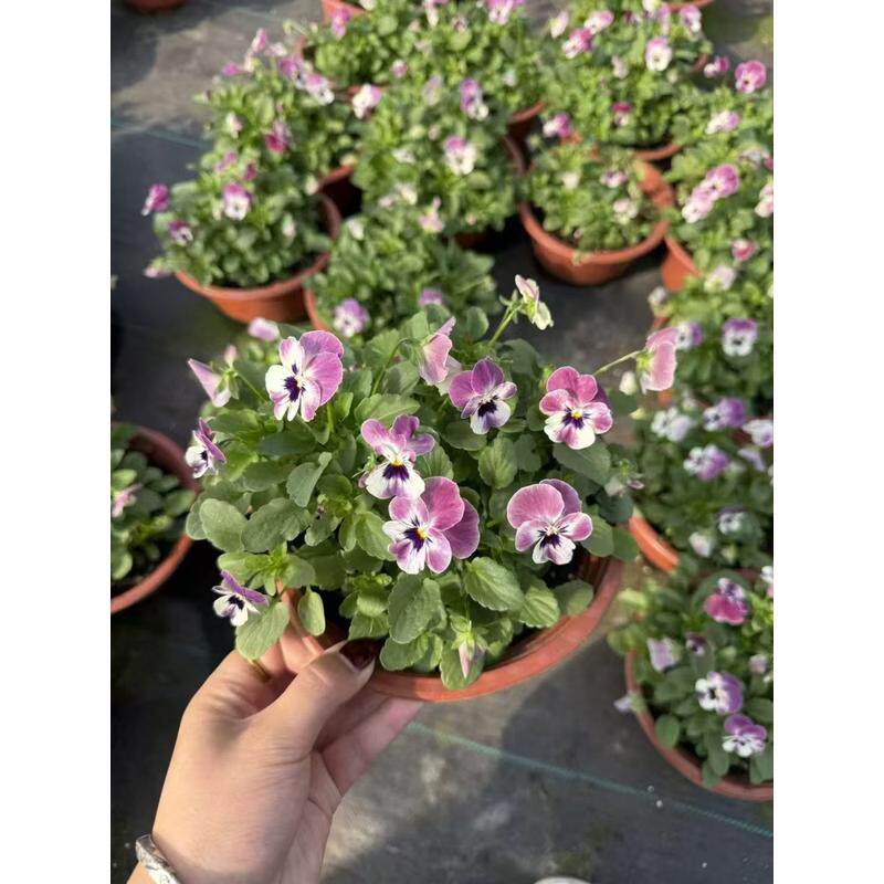 苗花三色堇冬季耐寒草花猫脸花三色堇花苗盆栽地栽绿化大多色包邮