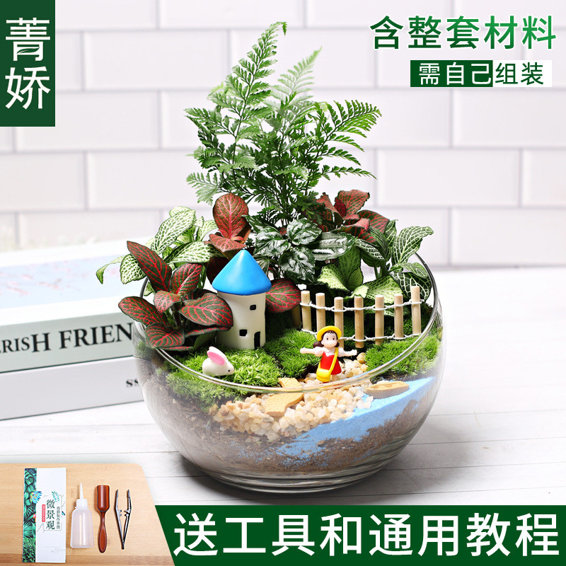 18切儿童微景观小盆栽diy鲜活植物苔藓种植材料包生态瓶创意套装