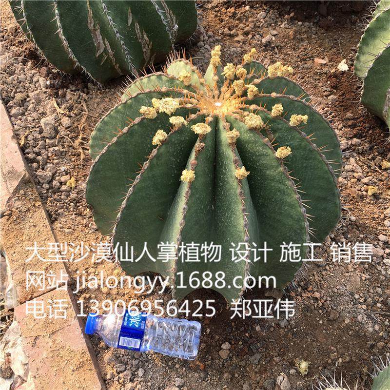 实生黄彩玉仙人球庭院室内外设计景观布置沙漠花博园沙漠景观