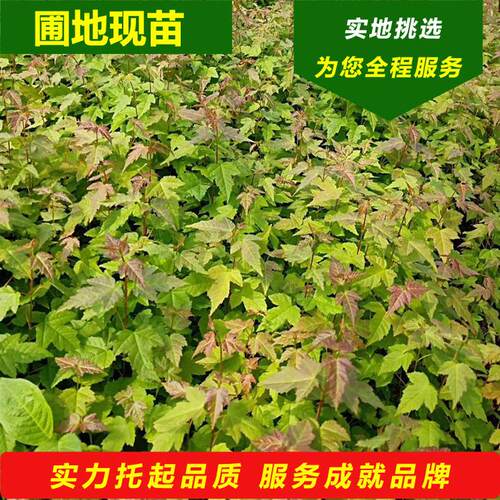 观赏树条槭球2025开原苗圃三角枫树球北方秋季彩红叶茶种花灌木球