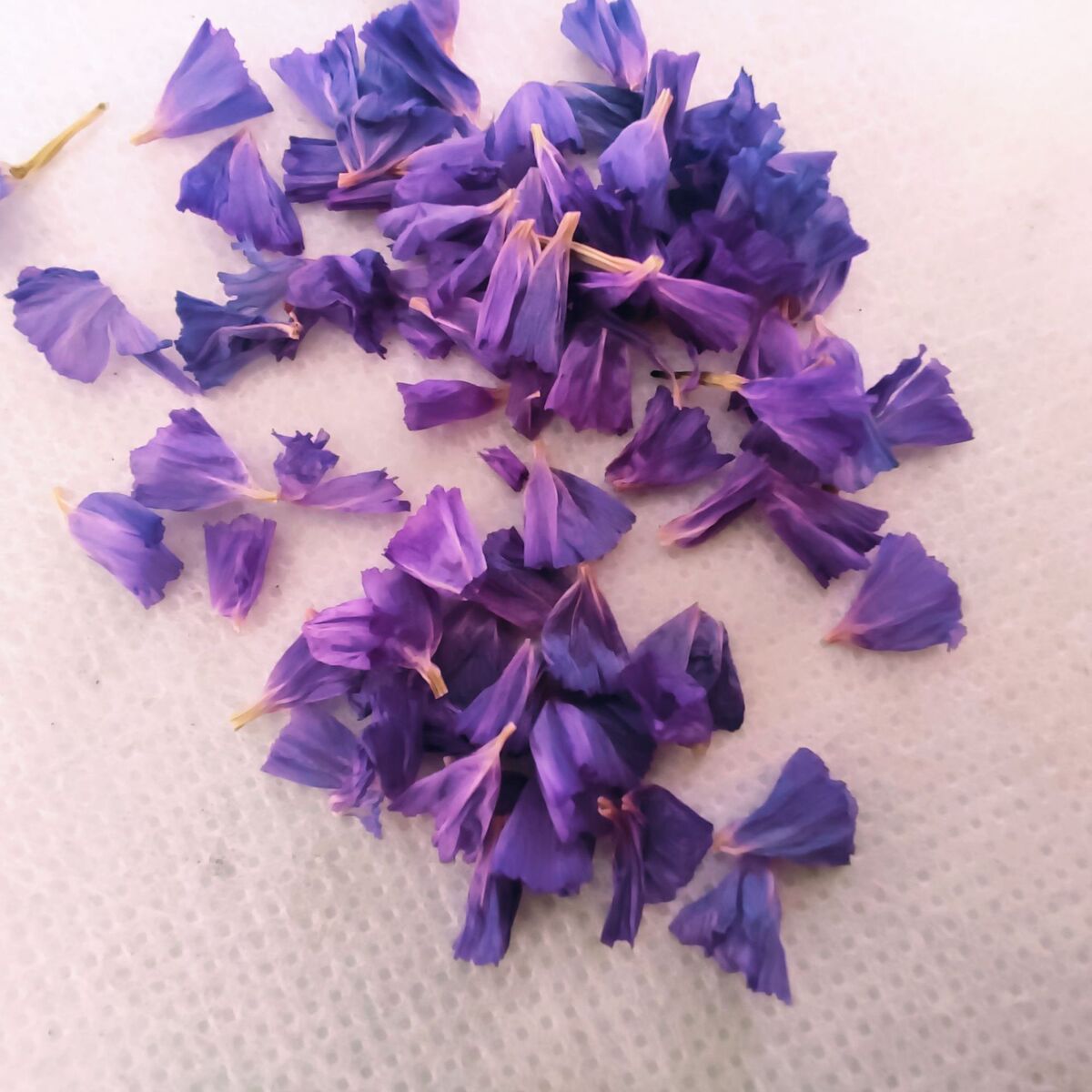 勿忘我干花产品定制花头