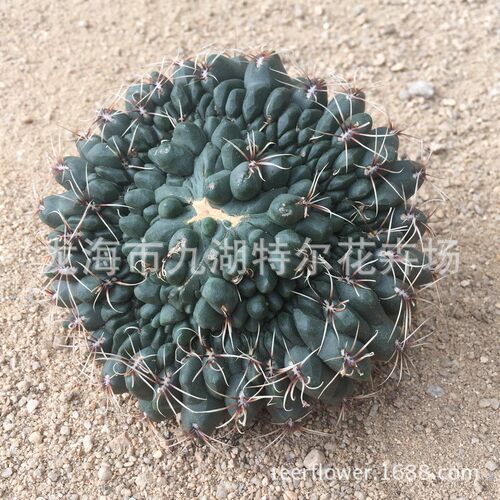 特别形状菲花玉仙人球绿植办公室阳台趣味桌面