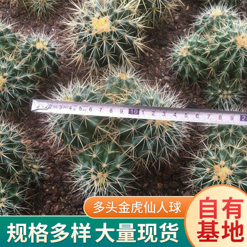 盆栽牡丹植物多头金绿植仙人球批发办公室桌面多肉植物小盆栽虎