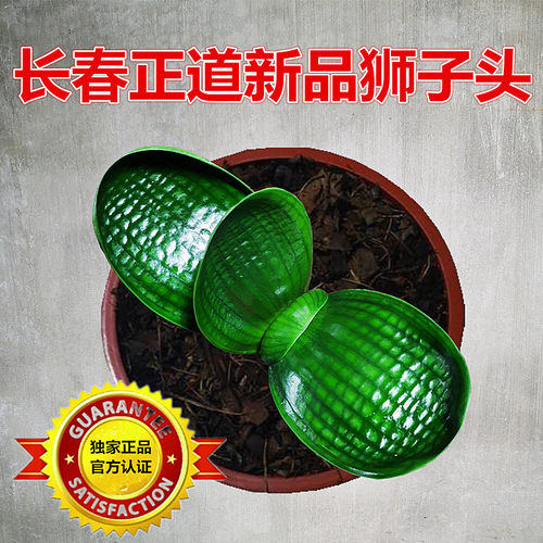 长春正道新款君子兰 狮子头麻脸珍珠王 坑纹油匠宽短叶圆头盆栽苗