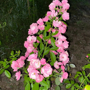 蔷薇花苗爬藤四季藤本月季大苗庭院爬墙植物好养玫瑰盆栽安吉拉