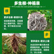 生根粉壮苗剂液水发根跟移栽扦插育苗水溶肥壮秧多多根植物发根