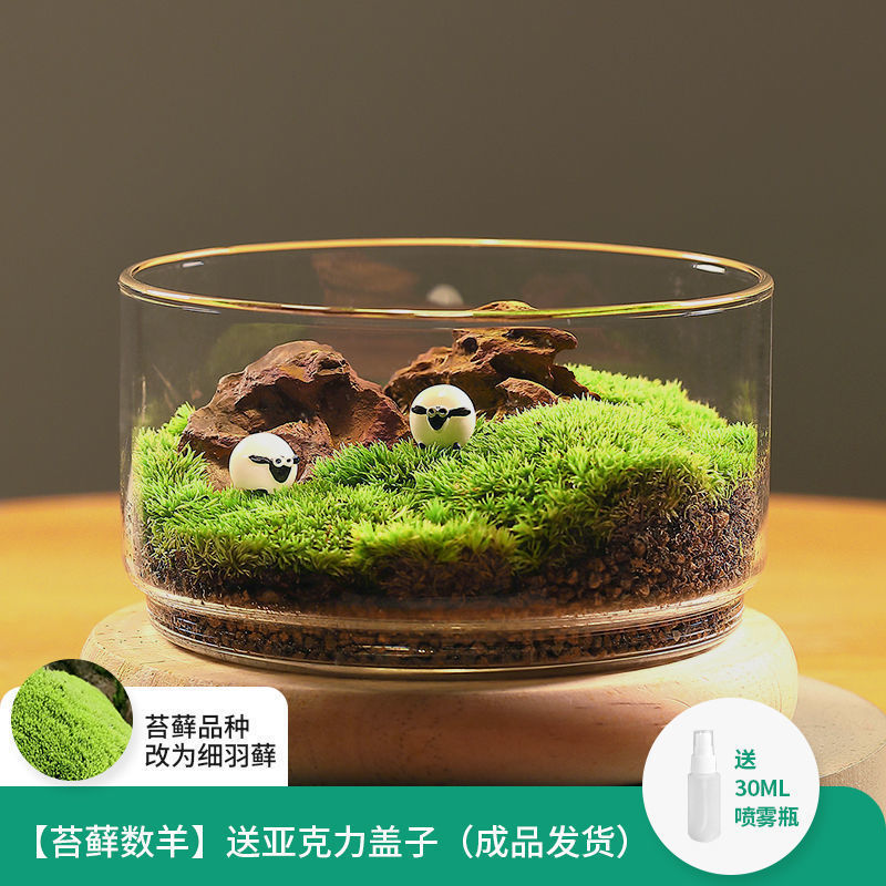 种生态瓶闷养微景观系列苔藓好发货桌面好养创意微缩苔藓摆件盆景