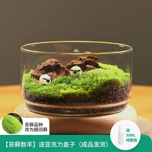 苔藓生态瓶闷养微景观系列种好发货创意好养桌面微缩苔藓摆件盆景