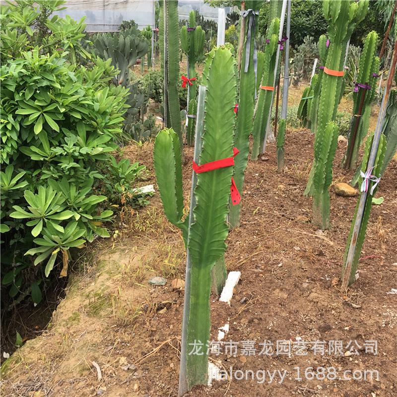 大戟阁分叉景观植物仙人柱室内外绿化盆栽1.2-1.5沙生仙人掌景观