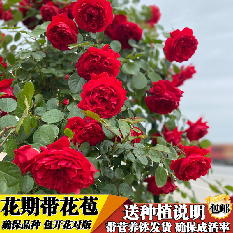 木香花苗爬藤植物四季红木香特大香月季蔷薇庭院白木基地市场