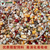 枭龙鸽粮营养a1赛鸽信鸽营养饲料鸽子食有玉米50斤