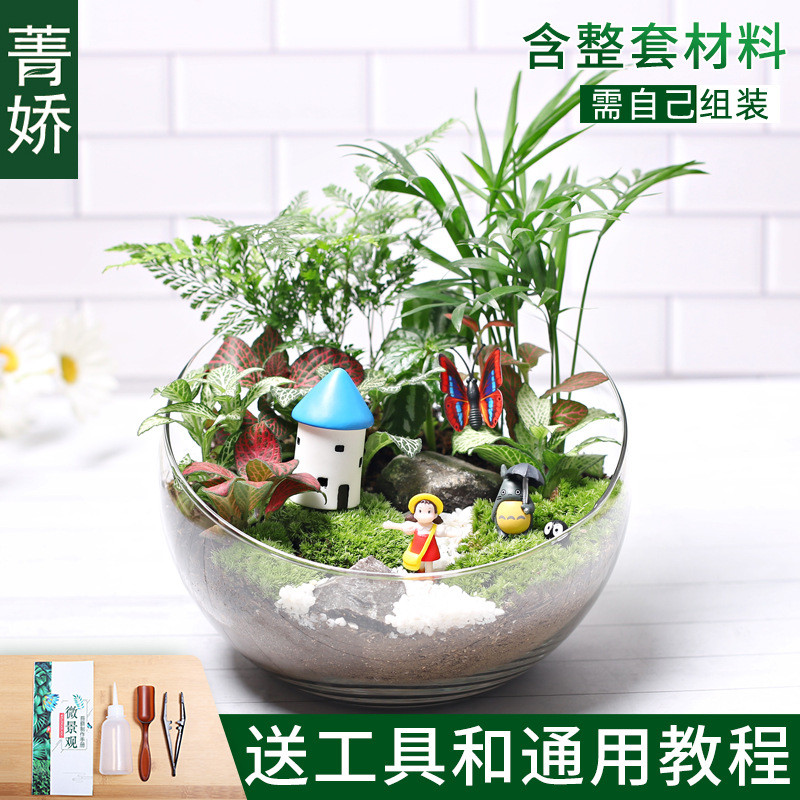 20c苔藓diy微景观生态瓶绿植物种植材料包暖组合套装切场活动大号