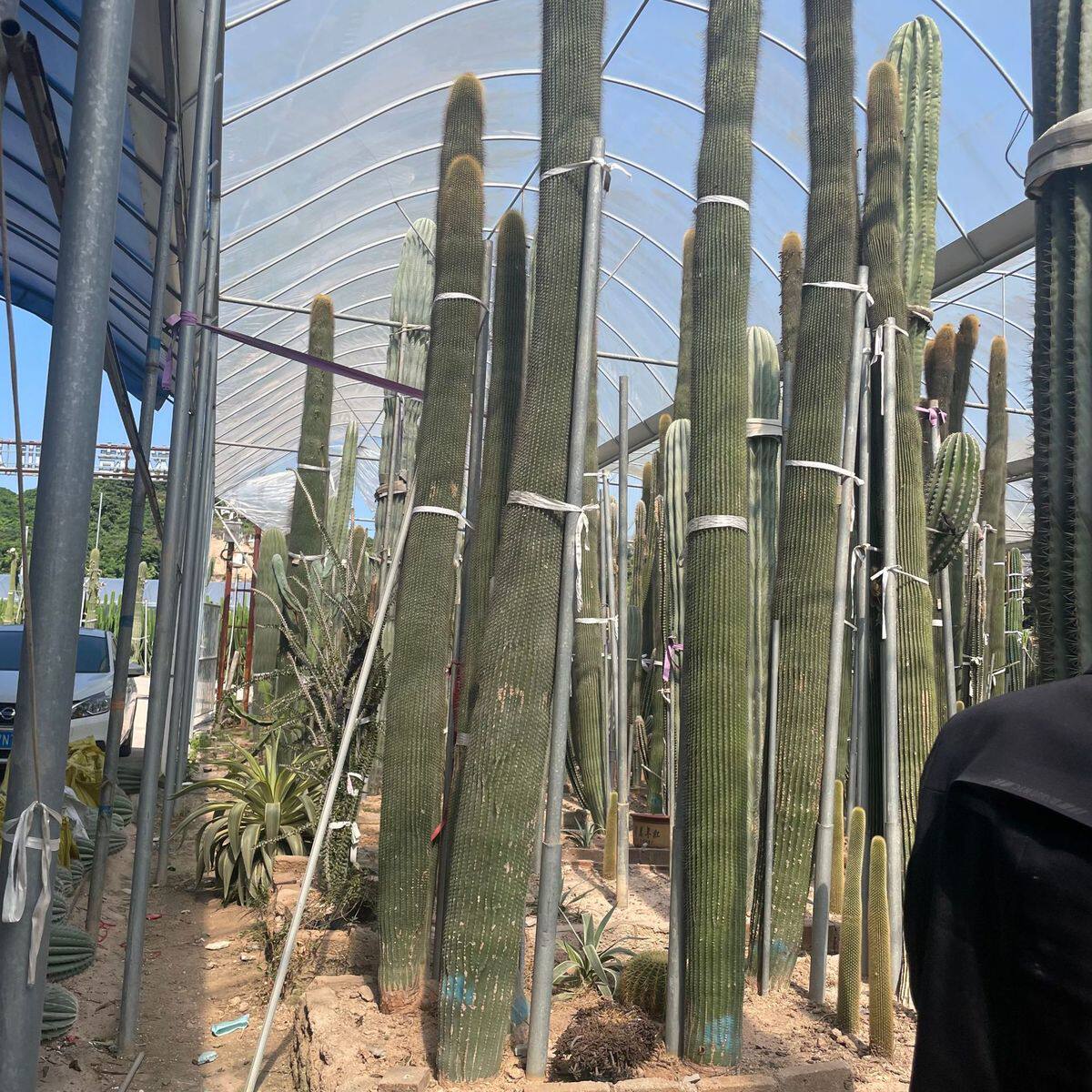 福建仙人掌基地批发沙生植物仙人球造景大戟阁武仑柱报价
